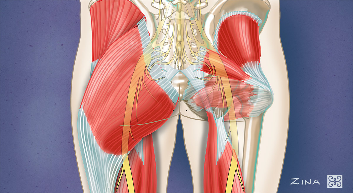 Gluteal Anatomy - Level Five Graphics